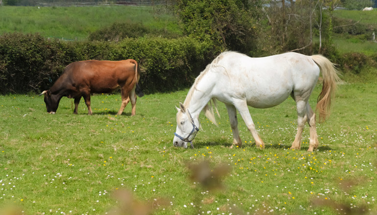 Article Key Technology Consolidation for an Animal Health Leader  Image