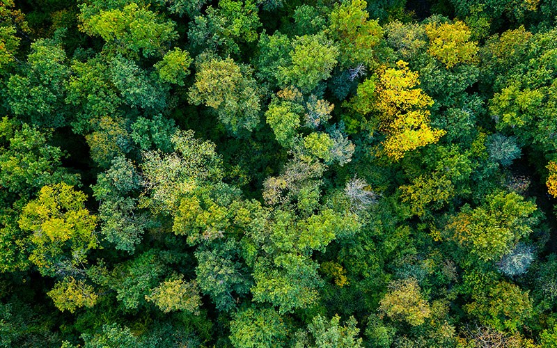 HP sustainability solutions Ariel view of forest